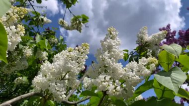 Mavi gökyüzünün arka planında beyaz leylak. Botanik bahçesinin güzel kokulu çiçekleri. Baharda parkta bir yürüyüş. Yüksek kalite 4k görüntü