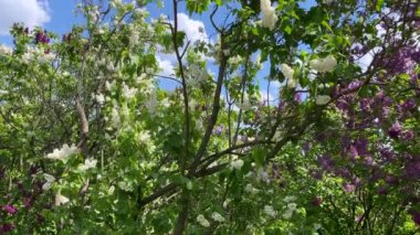 Kamerayı beyaz ve bordo leylaklar boyunca bağlıyorum. Botanik bahçesinde çiçek açan ağaçlar. Beyaz bulutlu mavi gökyüzü. Yüksek kalite 4k görüntü