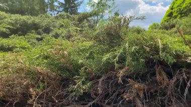 Kozalaklı parkın yeşil manzarası. Dekoratif kozalaklı çalılar ve ağaçlar. Kamera aşağıdan dağa yükselir. Yeşil bitkiler. Mavi gökyüzünün arka planında kozalaklı ağaçlar. 4k