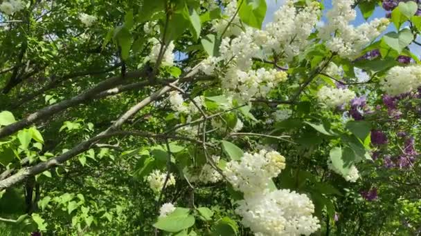 Floración Color Lila Común Blanca Jardín Primavera Rama Lila Blanca — Vídeos de Stock