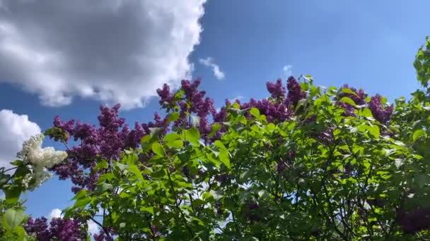 Sok Vörös Orgona Virágzik Kék Hátterében Kilátás Alulról Kiváló Minőségű — Stock videók
