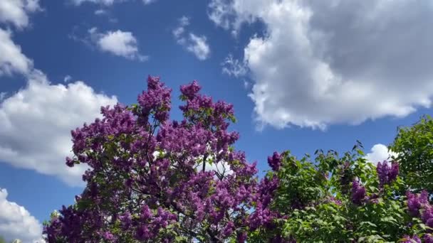 Schöne Fliederblüten Botanischen Garten Ein Ruhiger Blick Auf Bezaubernde Lila — Stockvideo