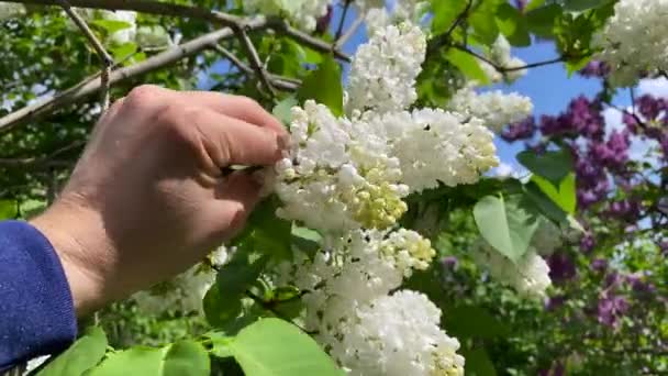 Větvi Stromu Visí Chomáče Bílého Šeříku Dotýkáme Kouzelného Bílého Šeříku — Stock video