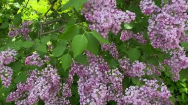Kamera botanik bahçesindeki mor leylak çiçeklerine yakınlaşıyor. Bahar güneşinin ışınlarında muhteşem leylakların mor cilt yüzeyi. Botanik bahçesinde bahar çiçekleri. Yüksek kalite 4k