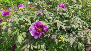 Büyük mor şakayıklar, baharda botanik bahçesinde çiçekler. Yumuşak pembe ve mor şakayıklar şehir parkında parlak gün ışığında çiçek açarlar. Çiçek çayırında bir yürüyüş. Yüksek kalite 4k görüntü
