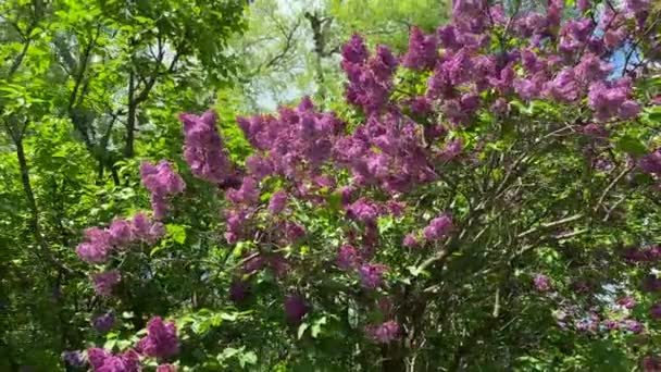 Rozkvetlý Vínově Fialový Keř Parku Jaře Procházka Kvetoucím Šeříku Slunečný — Stock video
