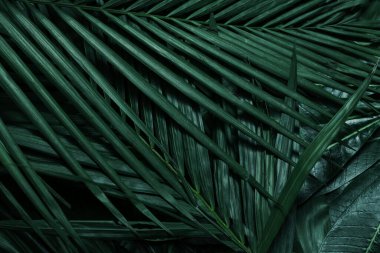 Leaf Abstract Background Shoot Images