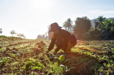 Çiftlik çiftliğinin dikkatine. Bahçede gün ışığında mısır yaprağının büyümesini kontrol edin.