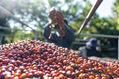 Çiftçi el yapımı kahve çekirdeklerini ters çevirerek güneş ışığı altında doğal işlemleri kurutur.