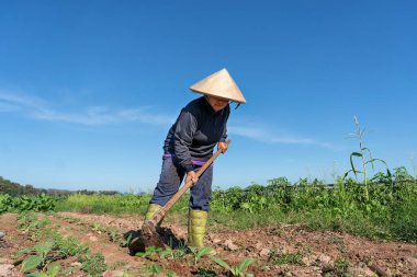 Çiftlik çiftliği, bahçedeki gün ışığında taze tütün ağacı dikmek için toprak kazıyor.