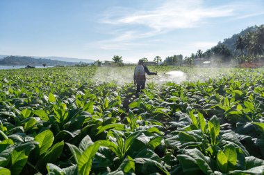Çiftçi arkada püskürtme motoru taşıyor ve tütün ağacına su ile karıştırılmış böcek ilacı sıkıyor.