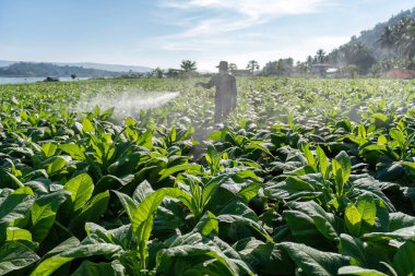 Çiftçi arkada püskürtme motoru taşıyor ve tütün ağacına su ile karıştırılmış böcek ilacı sıkıyor.
