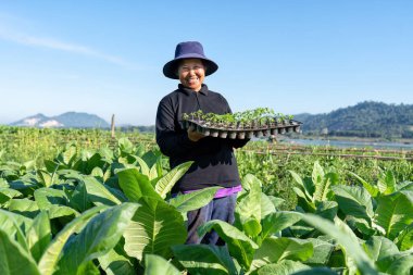 Çiftçi tarlası gülüşü. Bahçede güneşli bir sabahta bir tepsi dolusu tütün ağacı al.