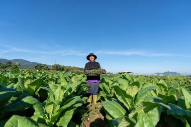 Çiftçi tarlası gülüşü. Bahçede güneşli bir sabahta bir tepsi dolusu tütün ağacı al.