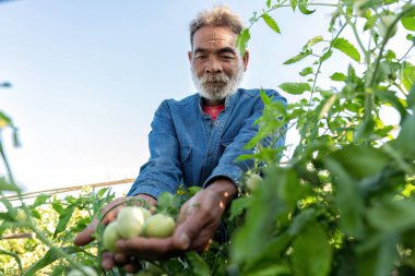 Çiftlik çiftliği gururlu görünüyor Domatesin büyümesi bahçede sabah güneşinde