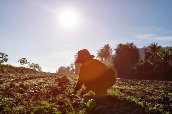 Atenção Plantação Fazendeiro Verifica Crescimento Folha Milho Manhã Sol Jardim — Fotografia de Stock