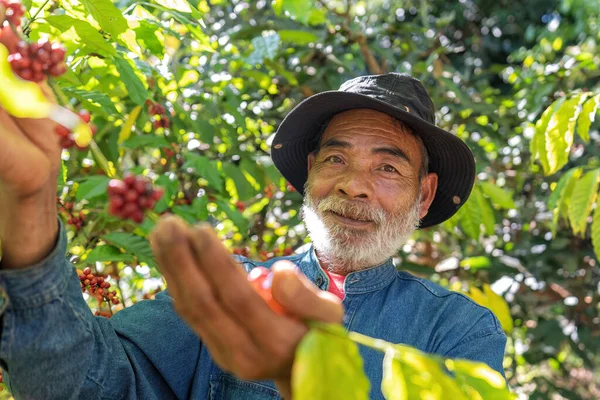 Farmer in plantation coffee berries harvest in farm.harvesting Robusta and arabica coffee berries