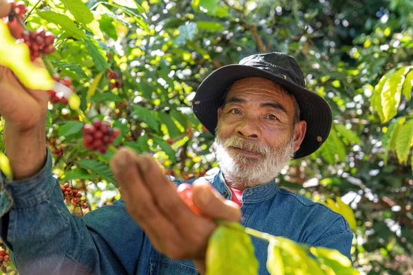 Farmer in plantation coffee berries harvest in farm harvesting Robusta and arabica coffee berries