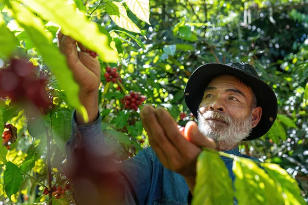 Farmer in plantation coffee berries harvest in farm.harvesting Robusta and arabica coffee berries