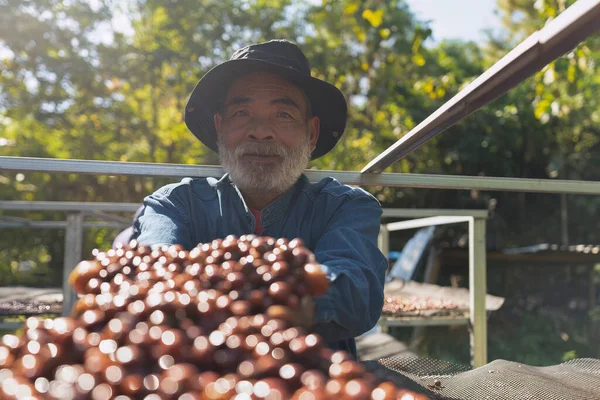 Çiftçi Yapımı Kahve Çekirdeklerini Ters Çevirerek Güneş Işığı Altında Doğal — Stok fotoğraf