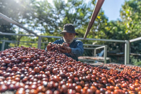 农民将咖啡豆倒置 在阳光下烘干自然过程 — 图库照片