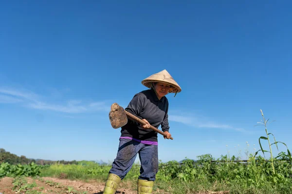 Plantation Agriculteurs Creusant Sol Pour Planter Jeunes Arbres Tabac Matin — Photo