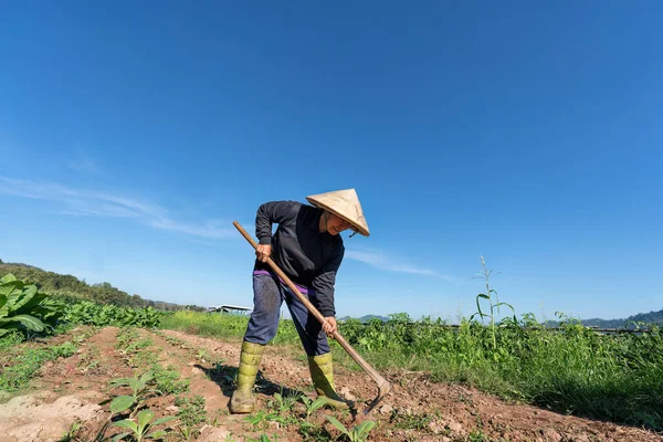 Plantación Agricultores Excavando Tierra Para Plantar Joven Árbol Tabaco Mañana —  Fotos de Stock