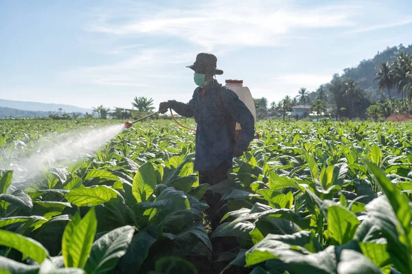 Landwirt Trägt Sprühmaschine Auf Dem Rücken Und Sprüht Pestizid Mit — Stockfoto