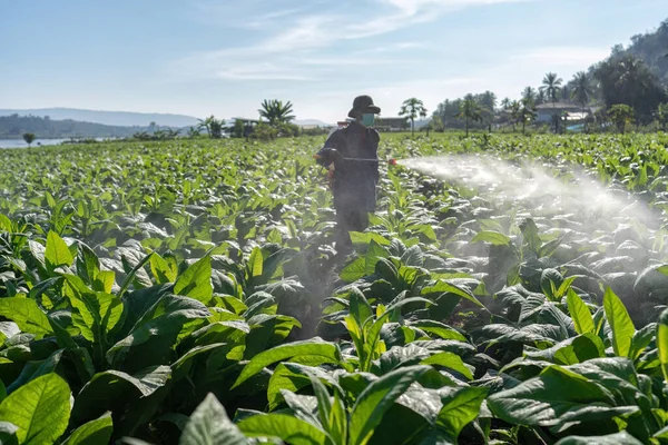 Landwirt Trägt Sprühmaschine Auf Dem Rücken Und Sprüht Pestizid Mit — Stockfoto