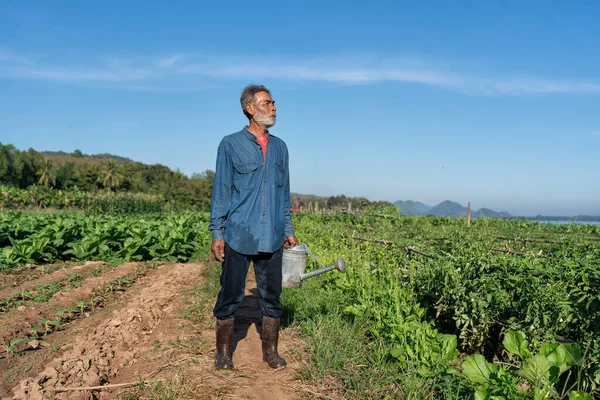 Agriculteur Plantation Fière Regarder Croissance Feuille Tabac Matin Ensoleillé Dans — Photo