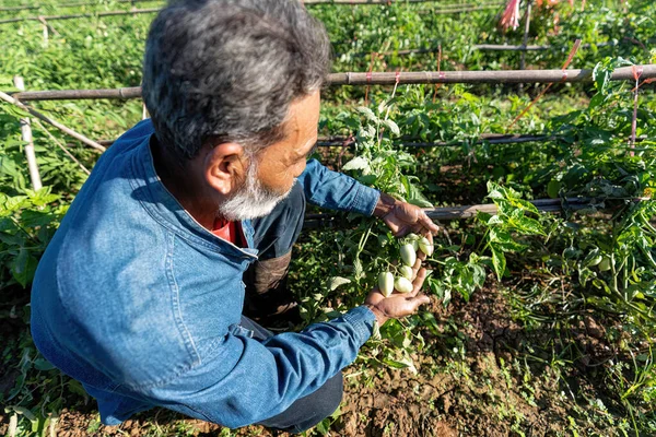 Agriculteur Plantation Fière Regarder Croissance Tomate Matin Ensoleillé Dans Jardin Photos De Stock Libres De Droits