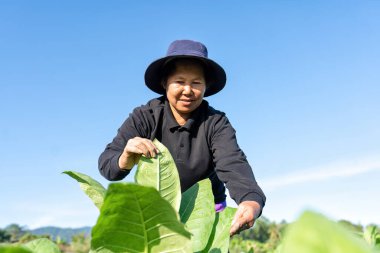 Çiftçilerin dikkatine. Bahçede sabah vakti tütün yaprağının büyümesini kontrol edin.