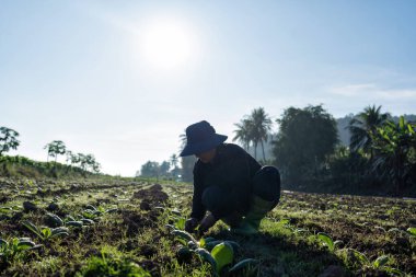 Bahçede gün ışığında ağaç yetiştiren çiftçi daha sonra sulama tenekesini suyu yaymak için kullanacak.