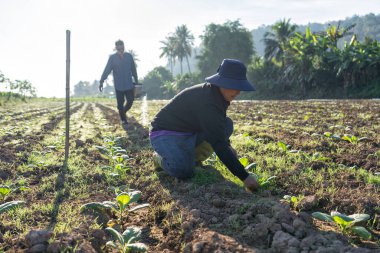 Bahçede güzel bir gün ışığında ağaç yetiştiren çiftçi. Sulama kabı suyu yayar.