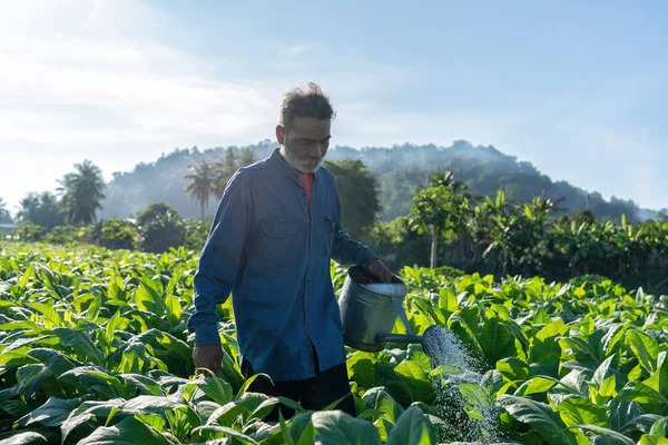 Farmer Vérifier Croissance Des Feuilles Tabac Matin Ensoleillé Dans Jardin — Photo