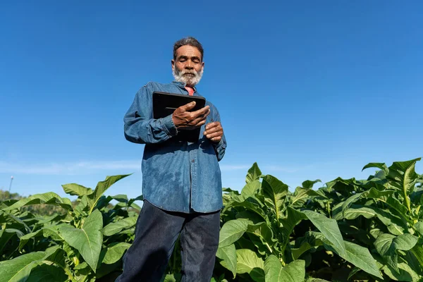 Plantación Del Agricultor Comprueba Crecimiento Hoja Tabaco Tome Nota Tableta —  Fotos de Stock