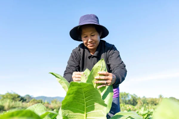 Çiftçilerin Dikkatine Bahçede Sabah Vakti Tütün Yaprağının Büyümesini Kontrol Edin — Stok fotoğraf