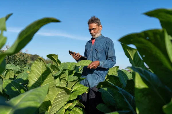 Plantação Agricultores Verificar Crescimento Folha Tabaco Tomar Nota Para Tablet — Fotografia de Stock