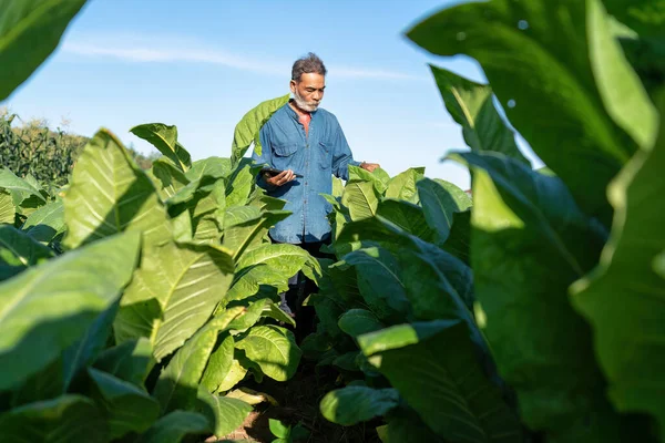 Plantação Agricultores Verificar Crescimento Folha Tabaco Tomar Nota Para Tablet — Fotografia de Stock