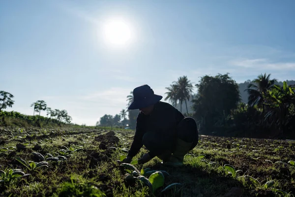 Bahçede gün ışığında ağaç yetiştiren çiftçi daha sonra sulama tenekesini suyu yaymak için kullanacak.