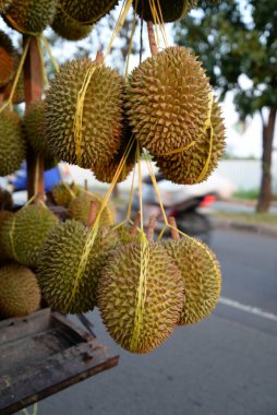 Durian, meyvelerin kralı, Asya 'nın en sevdiği meyve.