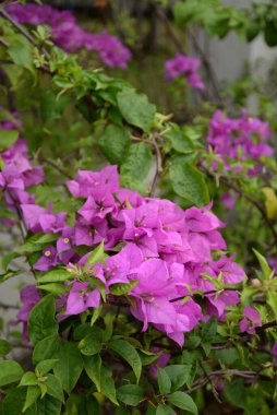 yeşil yapraklarıyla çiçek açan mor begonviller.