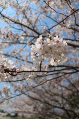 Çiçek açmış kiraz çiçekleri. Kiraz ağacının dalında küçük kümeler halinde kiraz çiçekleri, beyaza dönüşüyor. Yüzeyin derinliği. Ortadaki çiçek kümesine odaklan.