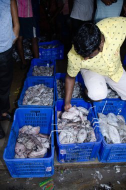 Pazardaki balıklar sergileniyor