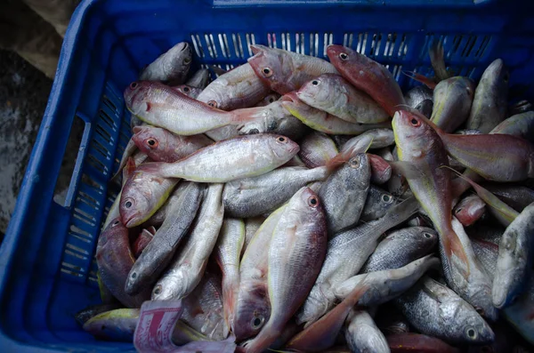Риба Ринку Виставці — стокове фото