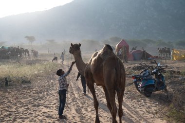 Deve satıcıları Rajasthan 'da satılık deve getirdi..