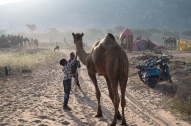 Deve satıcıları Rajasthan 'da satılık deve getirdi..