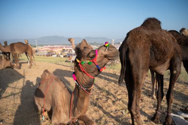 Deve satıcıları Rajasthan 'da satılık deve getirdi..