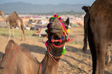 Deve satıcıları Rajasthan 'da satılık deve getirdi..