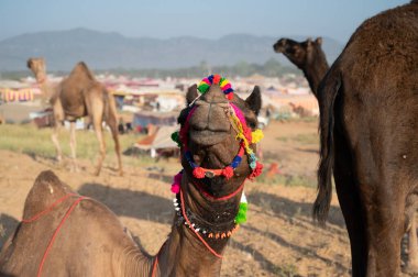 Deve satıcıları Rajasthan 'da satılık deve getirdi..